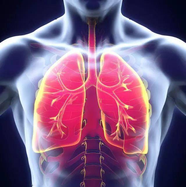 人体肺部的位置图图片