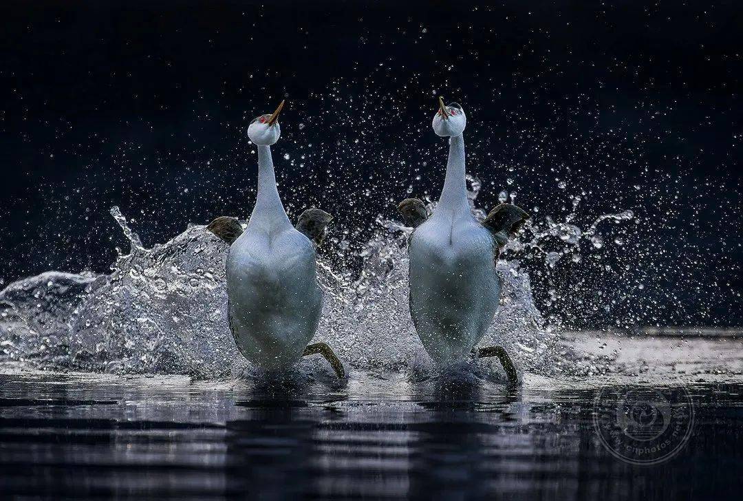 摄影|获奖公布丨2021第十届台中国际摄影艺术展作品（自然组）