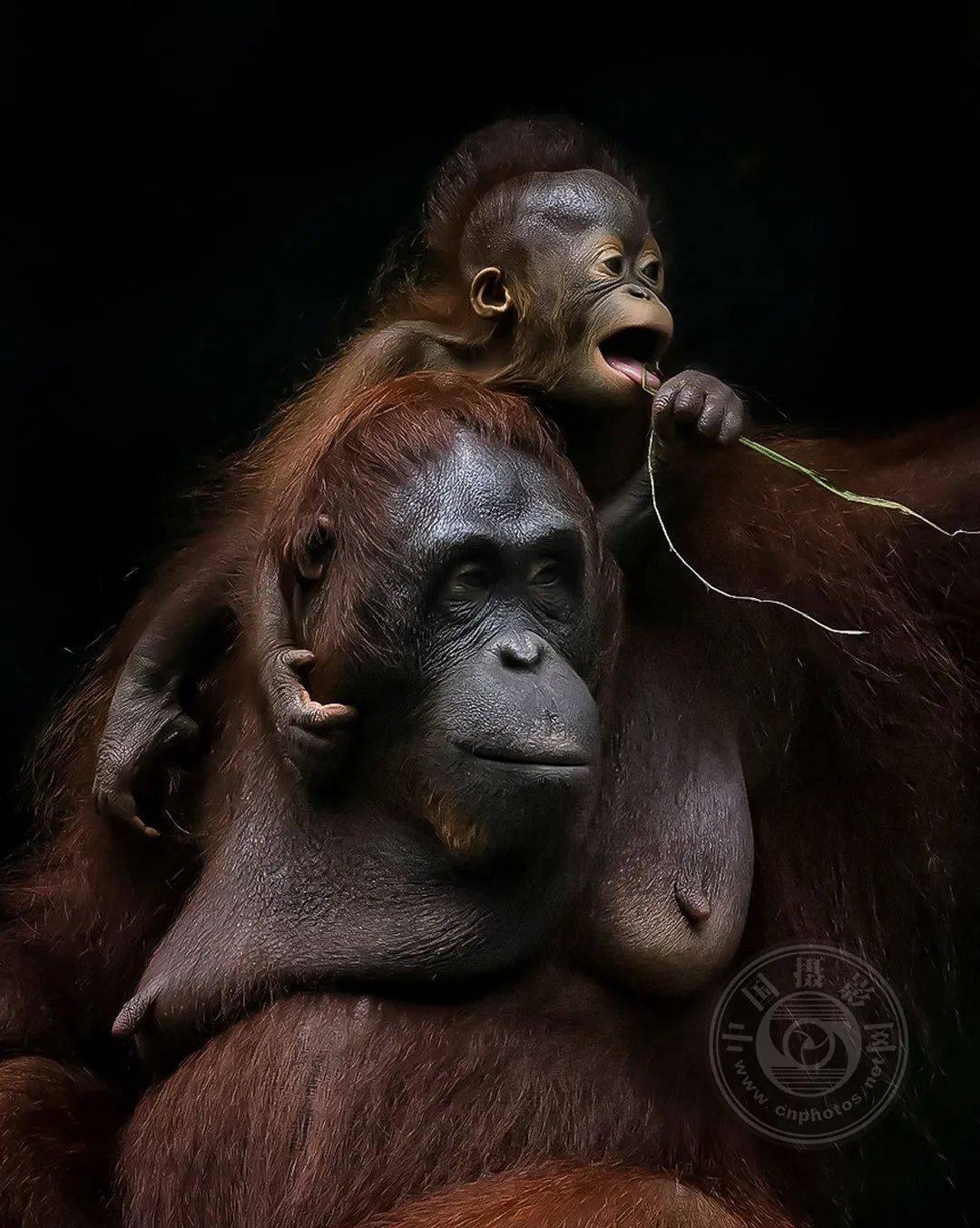 摄影|获奖公布丨2021第十届台中国际摄影艺术展作品（自然组）