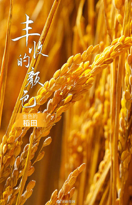 丰收节看多彩的秋天