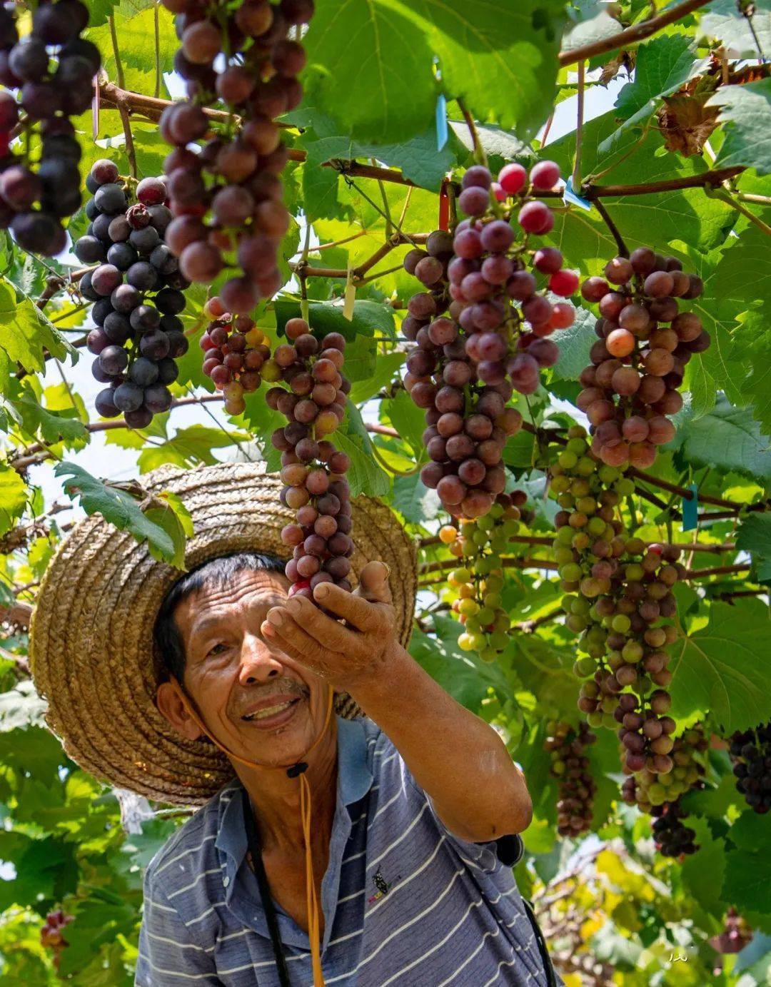 勤劳奏响丰收曲!今日秋分,赴一场茂名丰收的约会