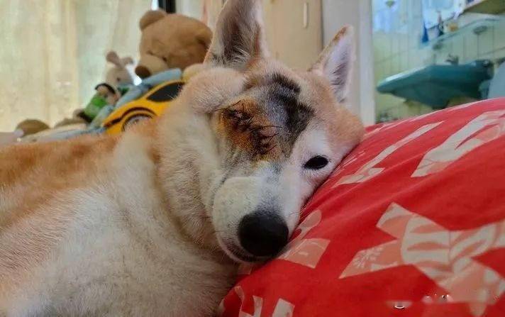 柴犬突发急性青光眼,主人忍痛做摘除眼球手术:从此我当你的眼睛
