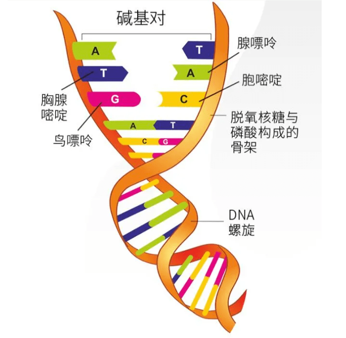 dna双螺旋结构模型示意图早在dna双螺旋结构模型发现的前一年