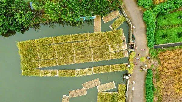 丹棱浮稻迎来丰收.