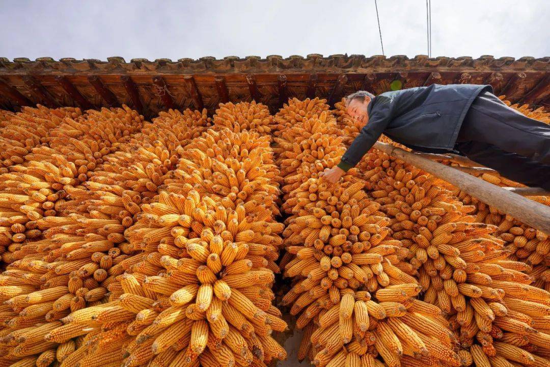 的果实压弯了枝丫苹果红了金黄的稻穗在秋风中"点头"稻谷熟了丰收的果