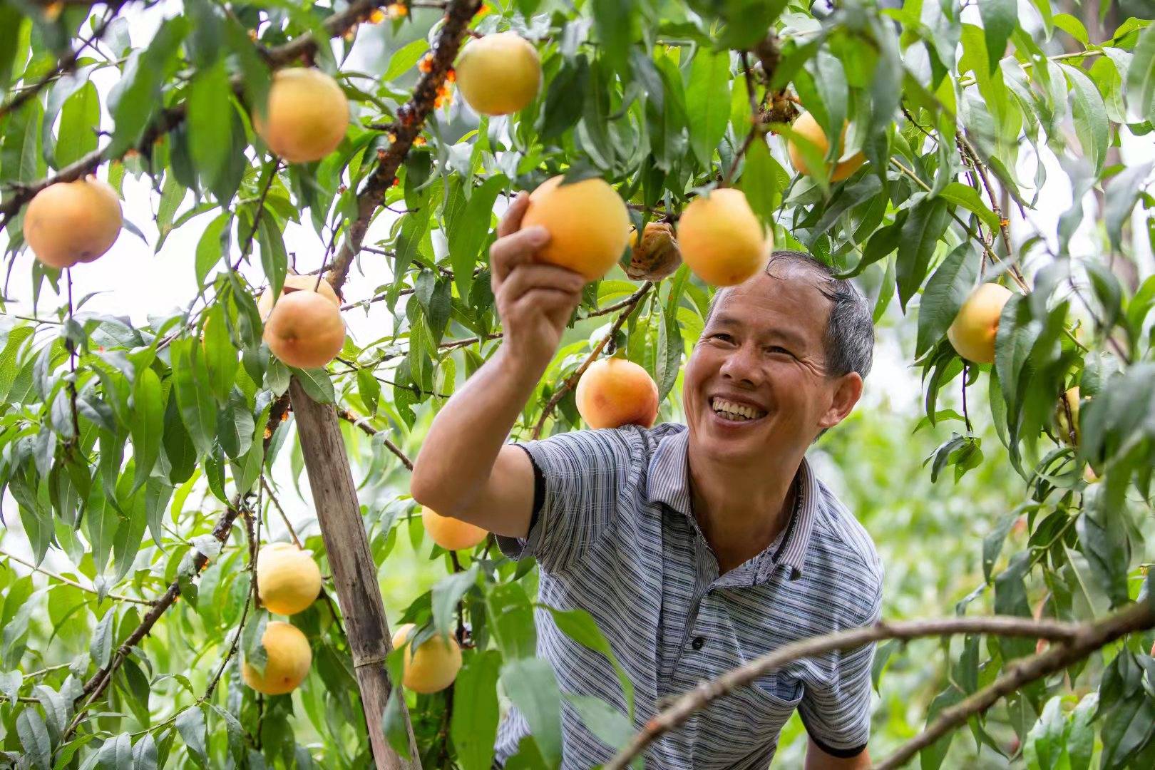 庆丰收感恩党三穗丰收喜悦鸭先知