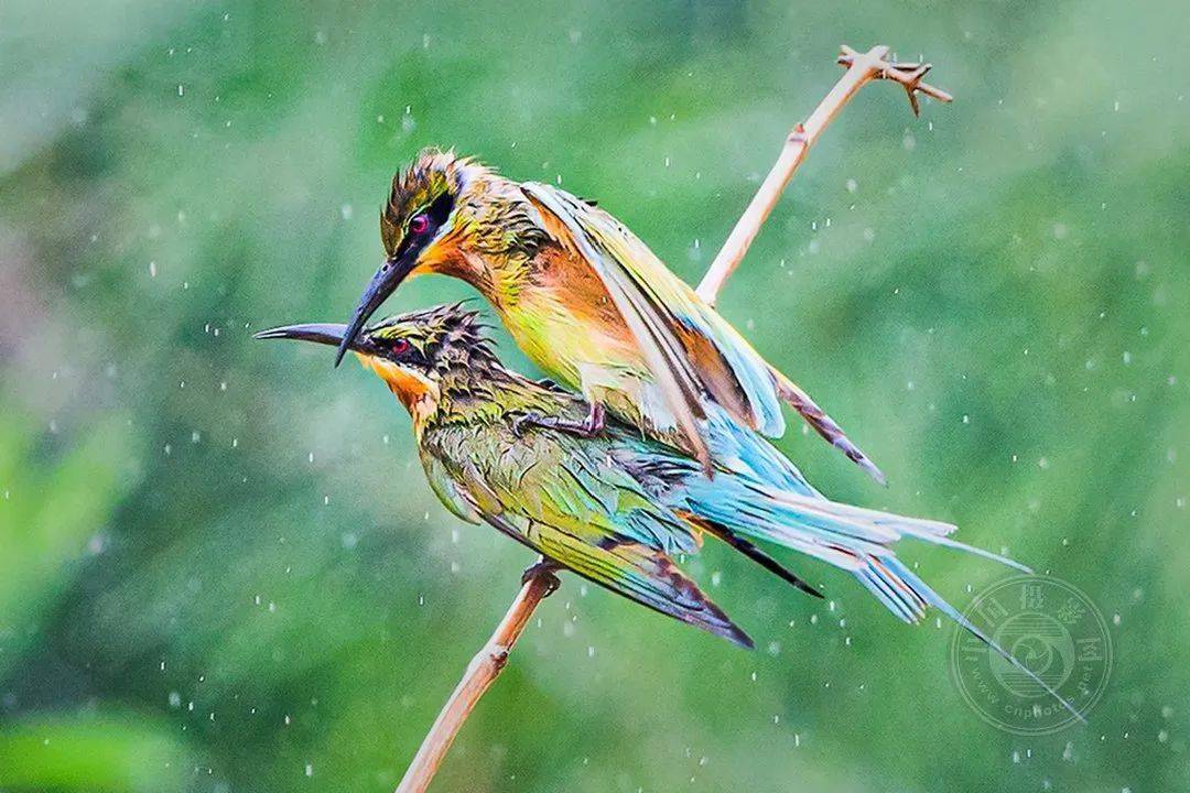 摄影|获奖公布丨2021第十届台中国际摄影艺术展作品（自然组）