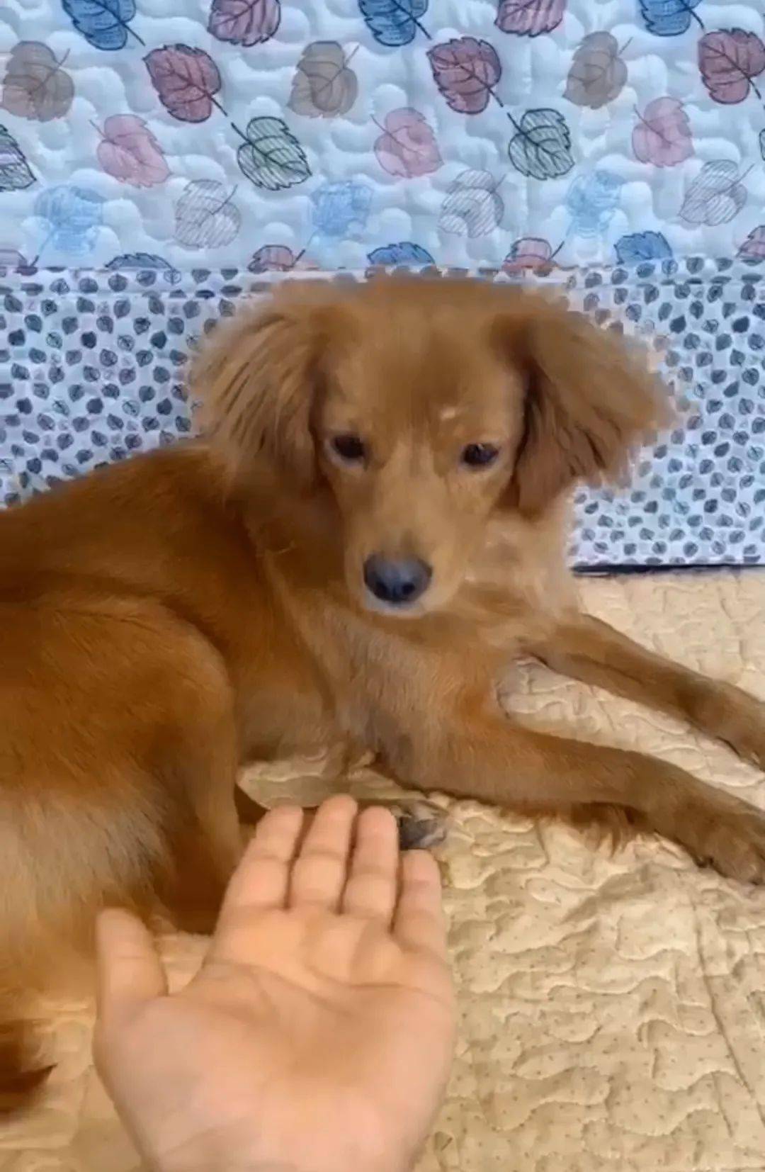 恶犬 在小城奔袭 黑狗