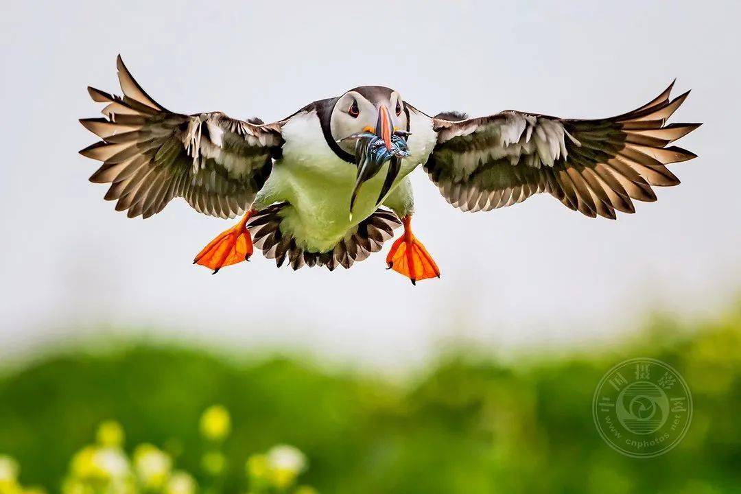 摄影|获奖公布丨2021第十届台中国际摄影艺术展作品（自然组）