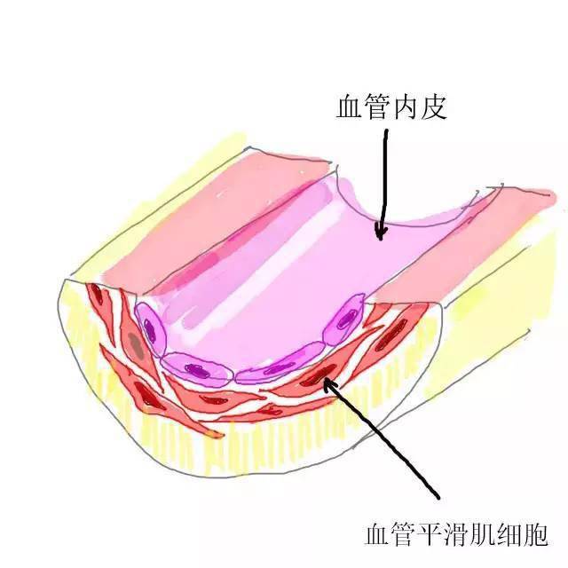 垂体后叶素血管加压素图片