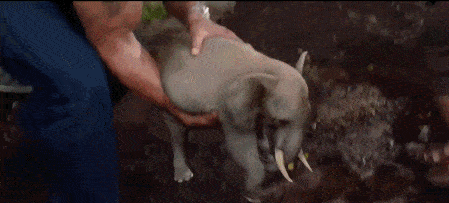 电影|10部丛林冒险电影,全程无尿点!