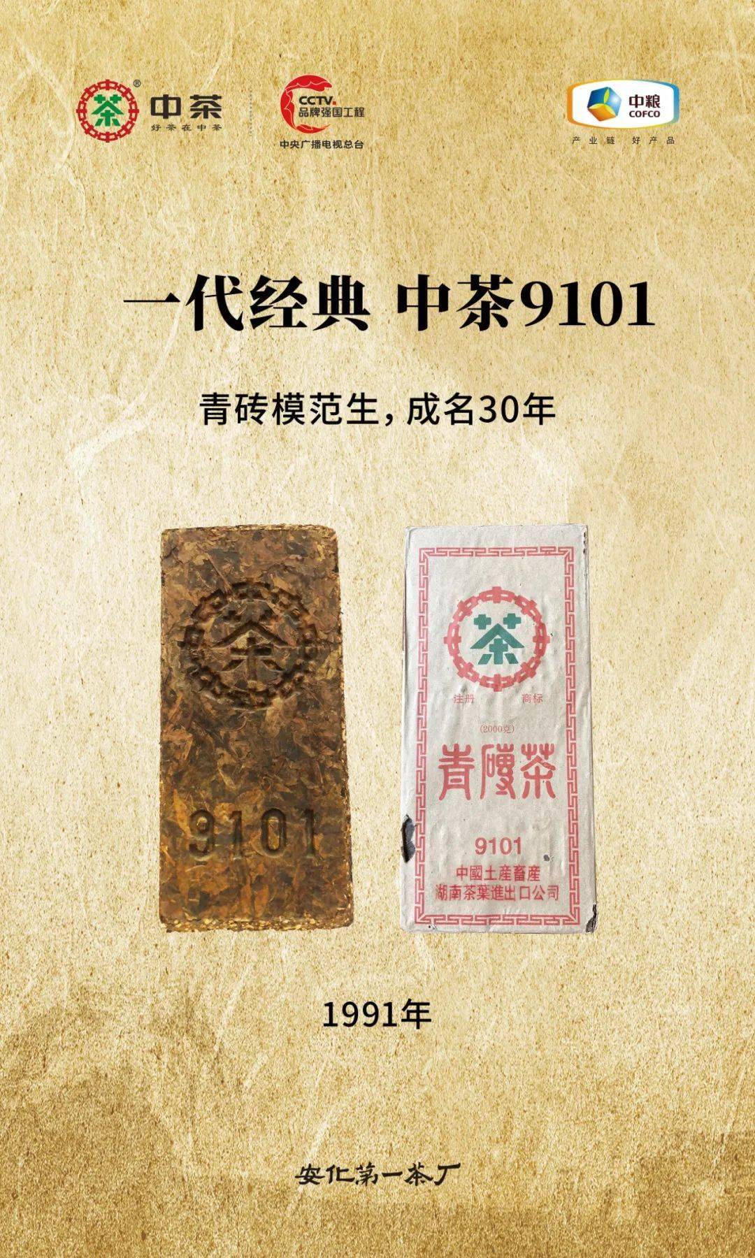 中茶"9101"丨青砖模范生,成名30年