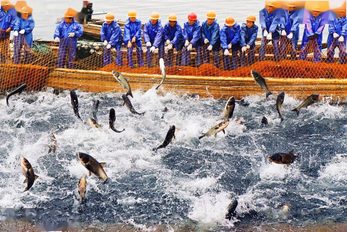 堪称南方鱼库万绿湖保水60年鲢鳙才是净水密码