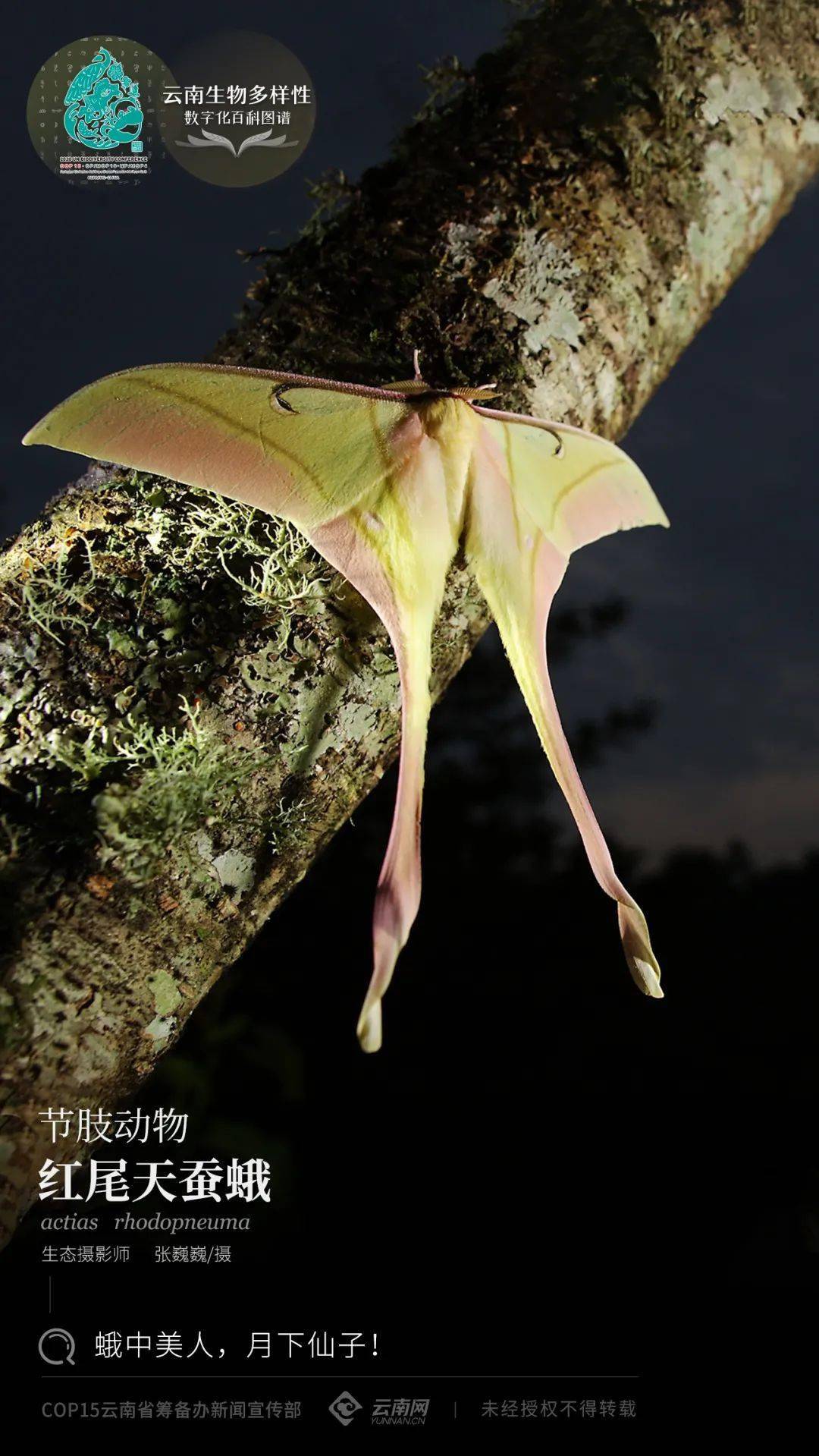 云南生物多样性数字化百科图谱红尾天蚕蛾蛾中美人月下仙子