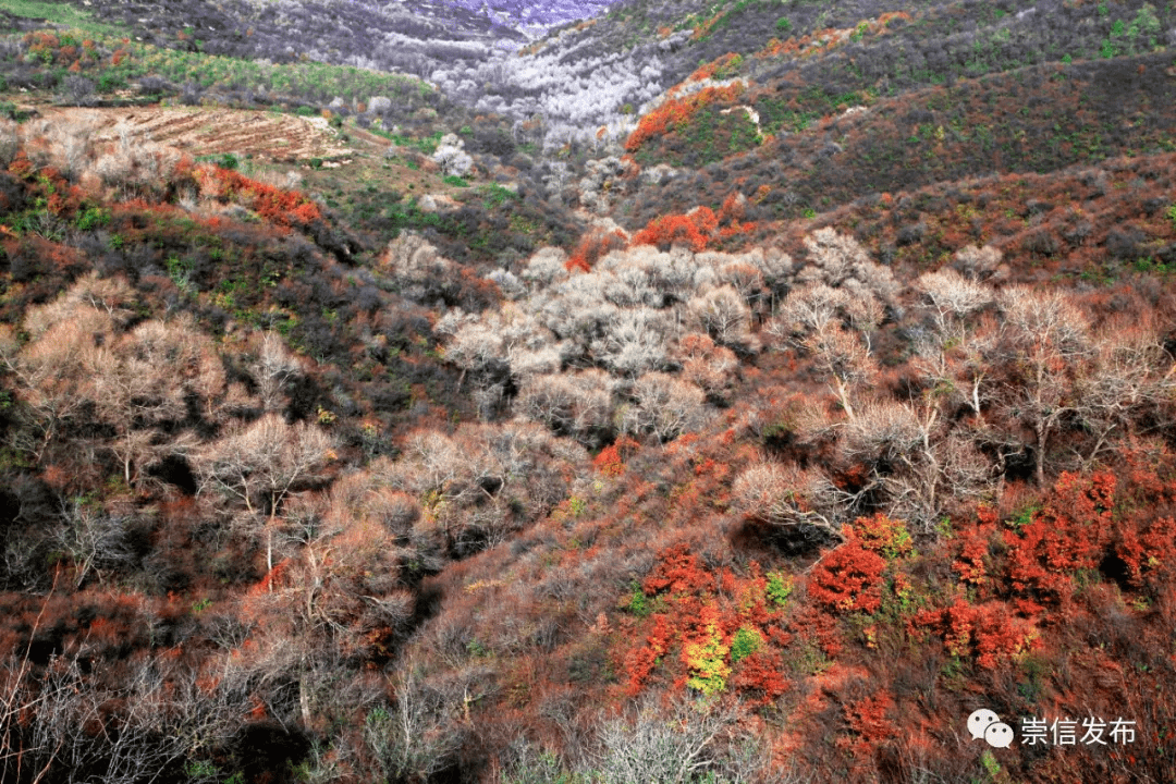 崇信縣唐風槐蔭森林秘境精品旅遊線路推介詞