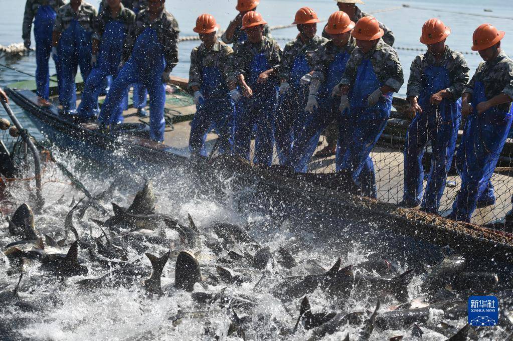 浙江千島湖:巨網捕魚慶豐收