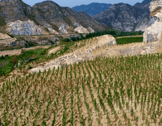 生态保护修复河南济源修复生态屏障守护绿水青山
