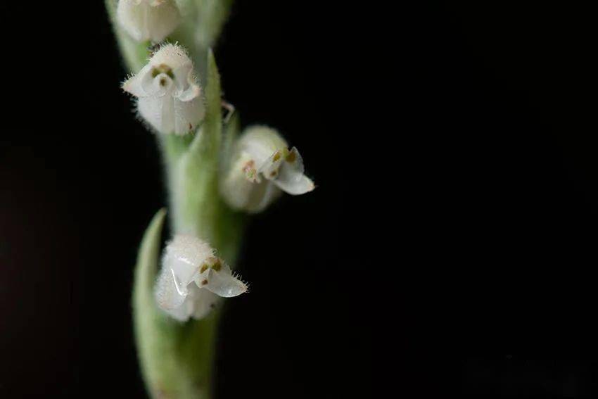 斑叶兰一种拥有世界上最小种子的植物耿马片区的深山里在云南南滚河