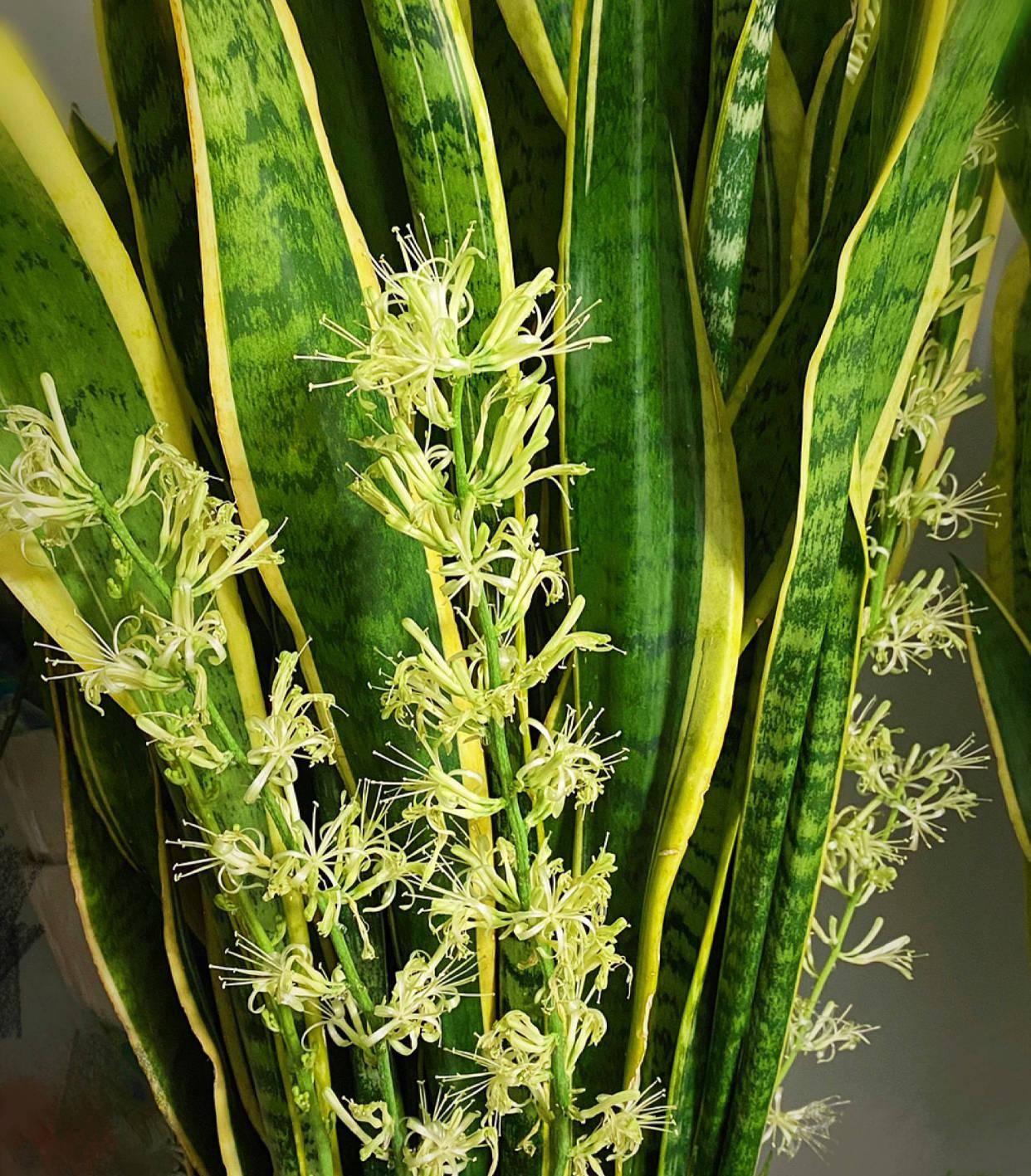 虎皮兰长势慢?3点来改善,叶子高大厚实翠绿,小崽儿更多