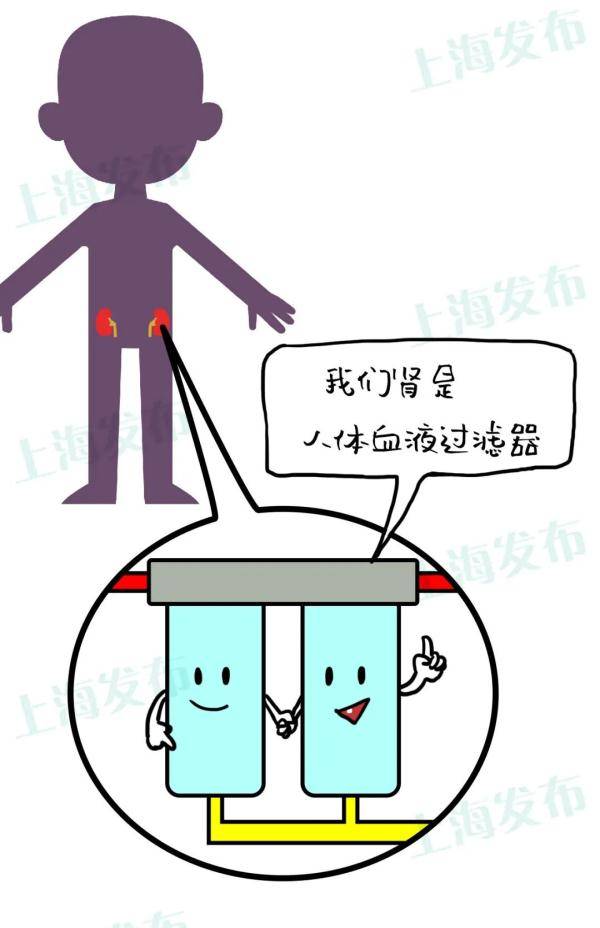 代谢|【医聊】憋尿就是把肾泡在脏水里，怎样护肾养肾？
