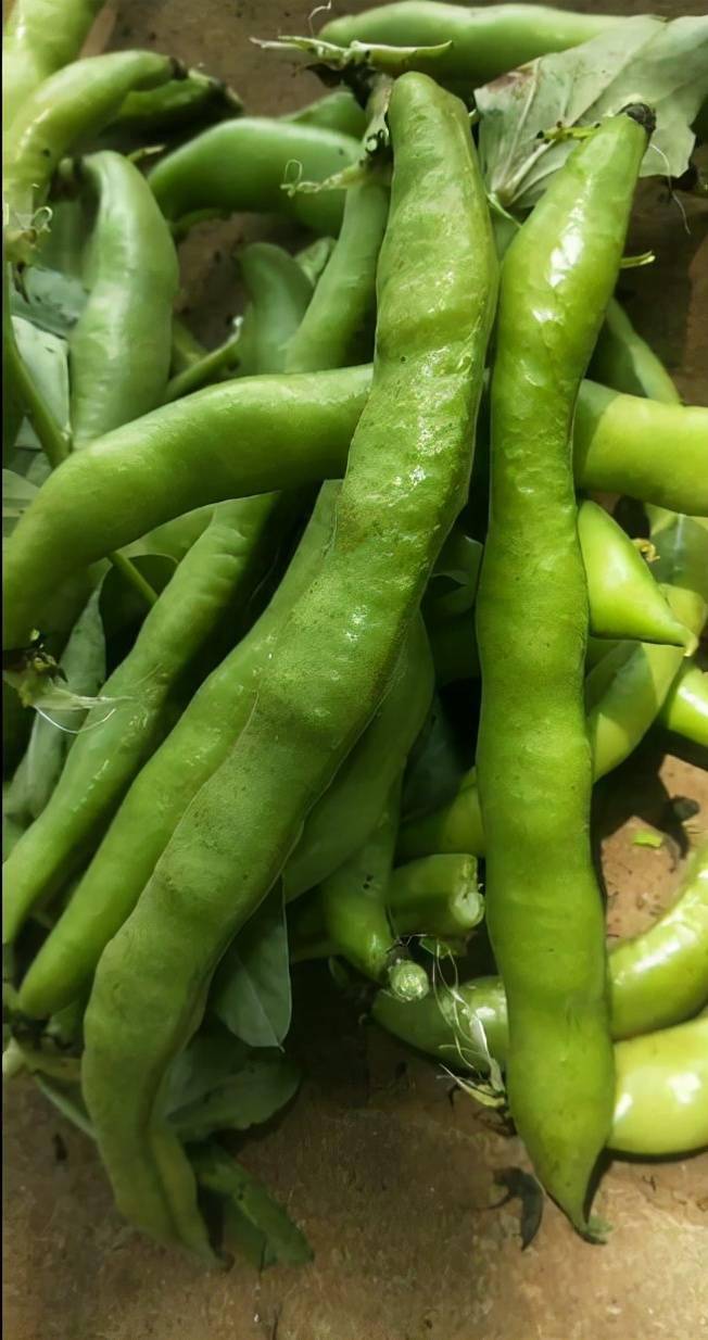 引进自意大利的特高产蚕豆品种产量好收益更高农户赶紧试试