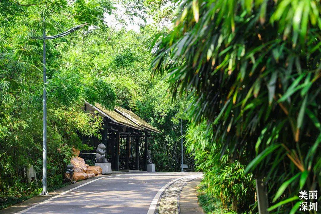 竹意微凉虫鸣悦耳罗湖这个打卡地凉爽又好拍