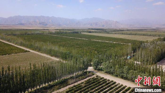 葡萄|探寻宁夏葡萄酒的前世今生:从“一瓶酒”到全产业链