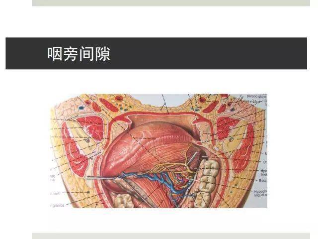 口腔颌面部间隙解剖图图片