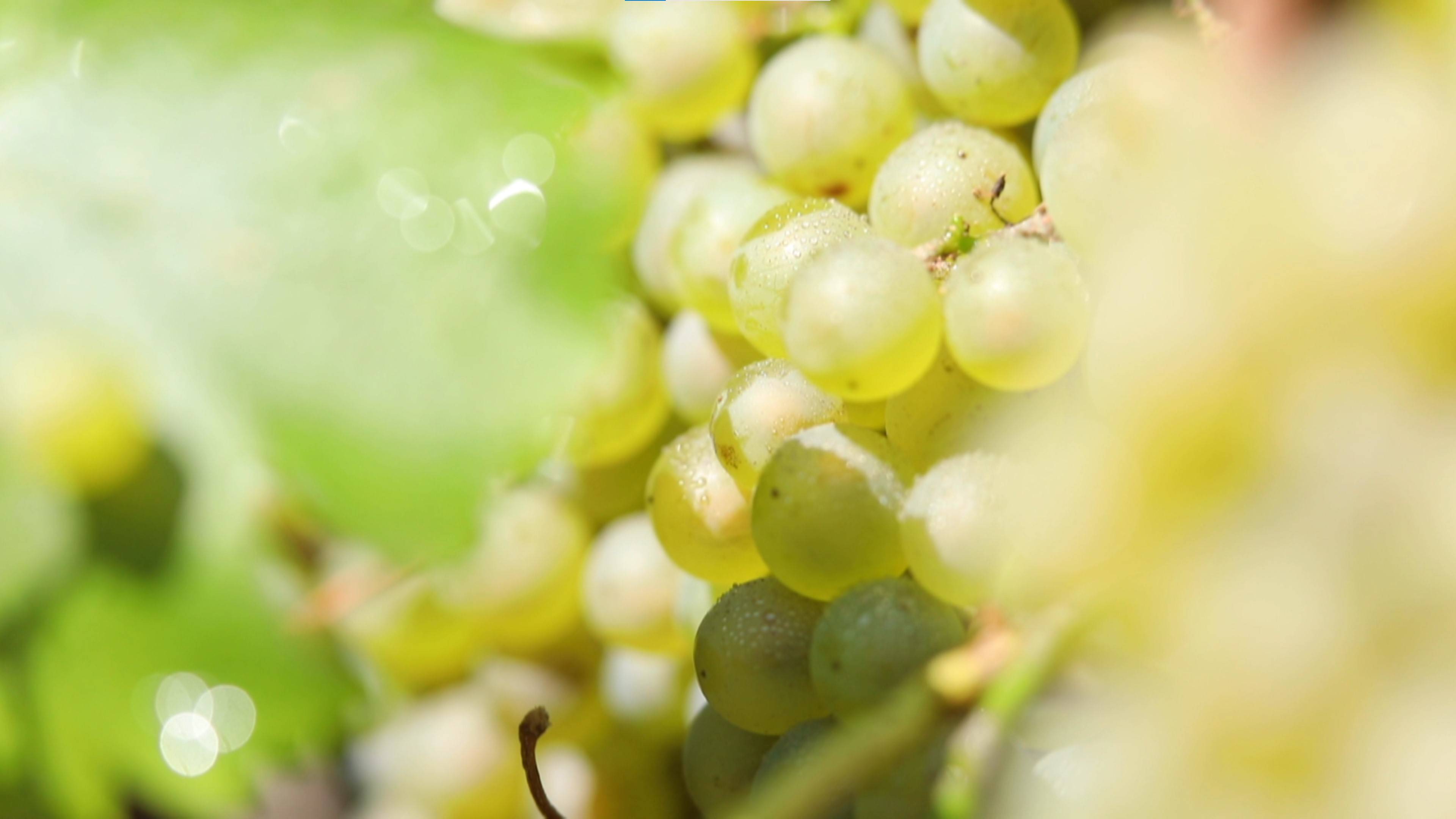 国际|首届中国(宁夏)国际葡萄酒文化旅游博览会在银川开幕