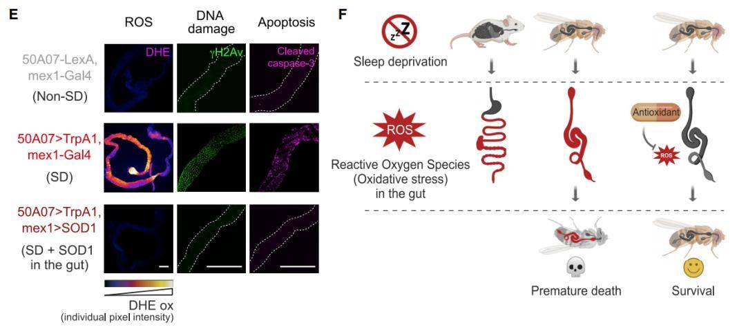 团队|Cell：熬夜致死，原因不在大脑，而在肠道中活性氧的积累
