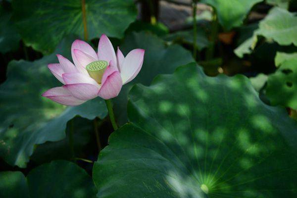 一大早,刘朝慧便和村民们来到草莓种植大棚,清沟,起垄,种植草莓幼苗