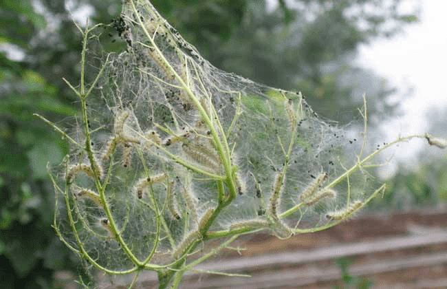 园林植保|如何防除无烟的火灾-美国白蛾_危害