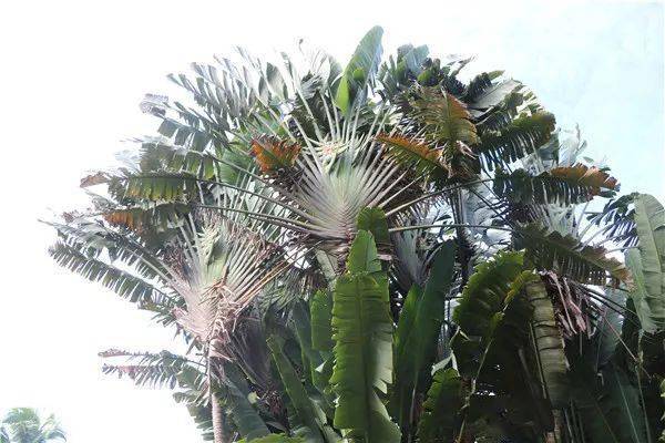 树是不是植物 ae12f7579a014e7ebe510804d4d76696.jpeg