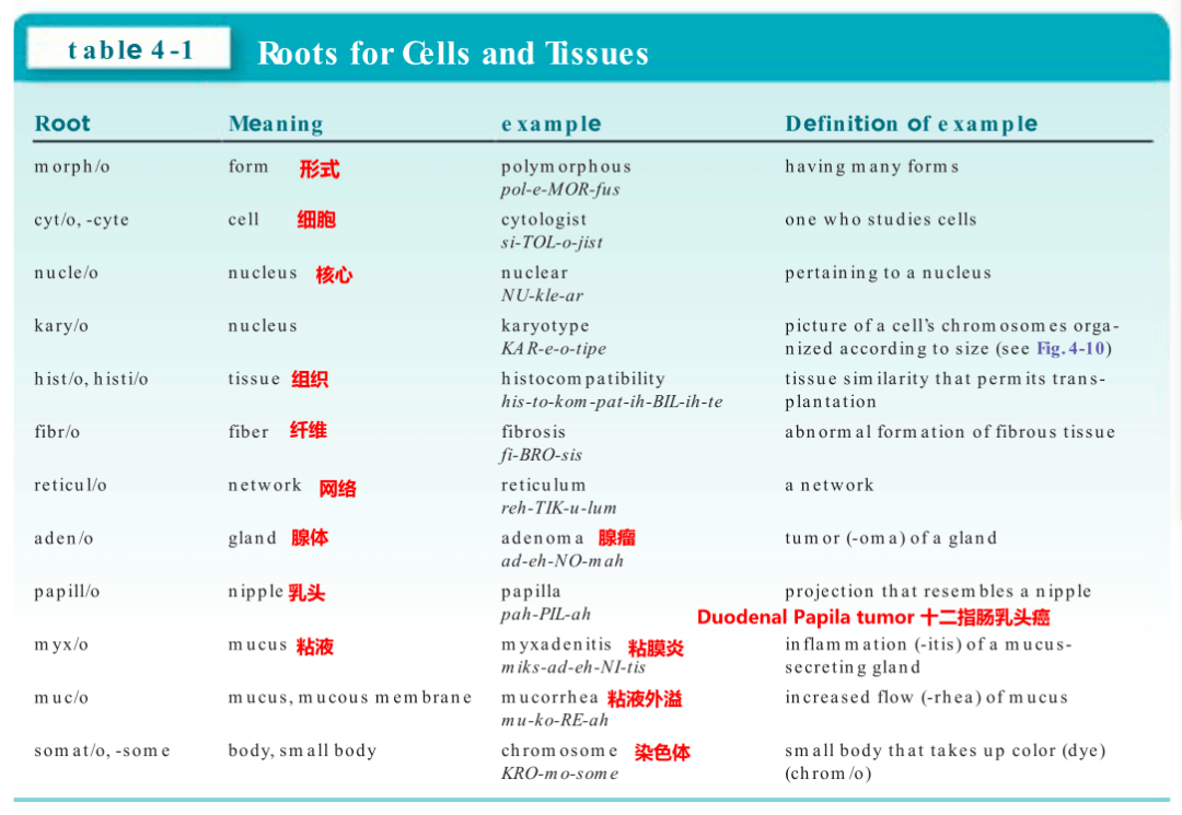 Medical Terminology 医学术语：器官_and