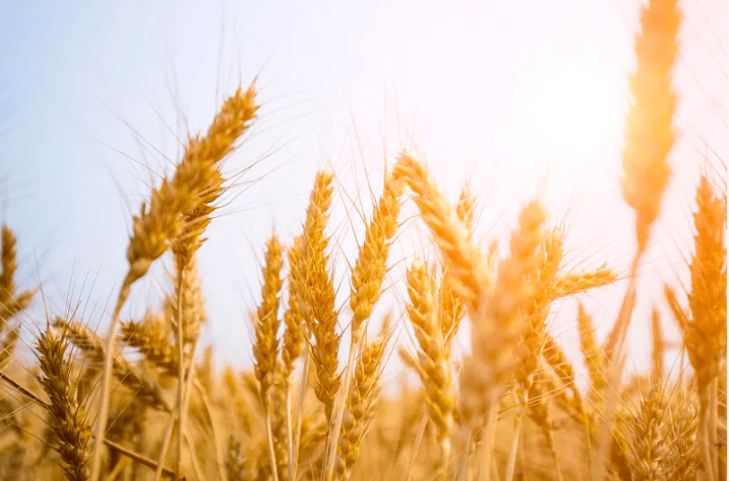 黄穗平|五谷杂粮也能消除过食积滞？学起来！