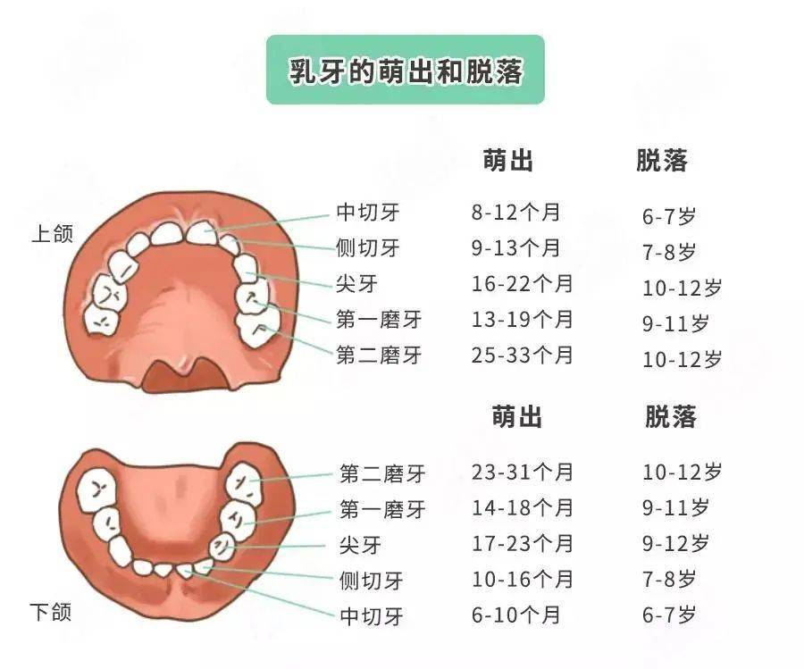 儿童换牙期,几点重要提醒!_牙齿