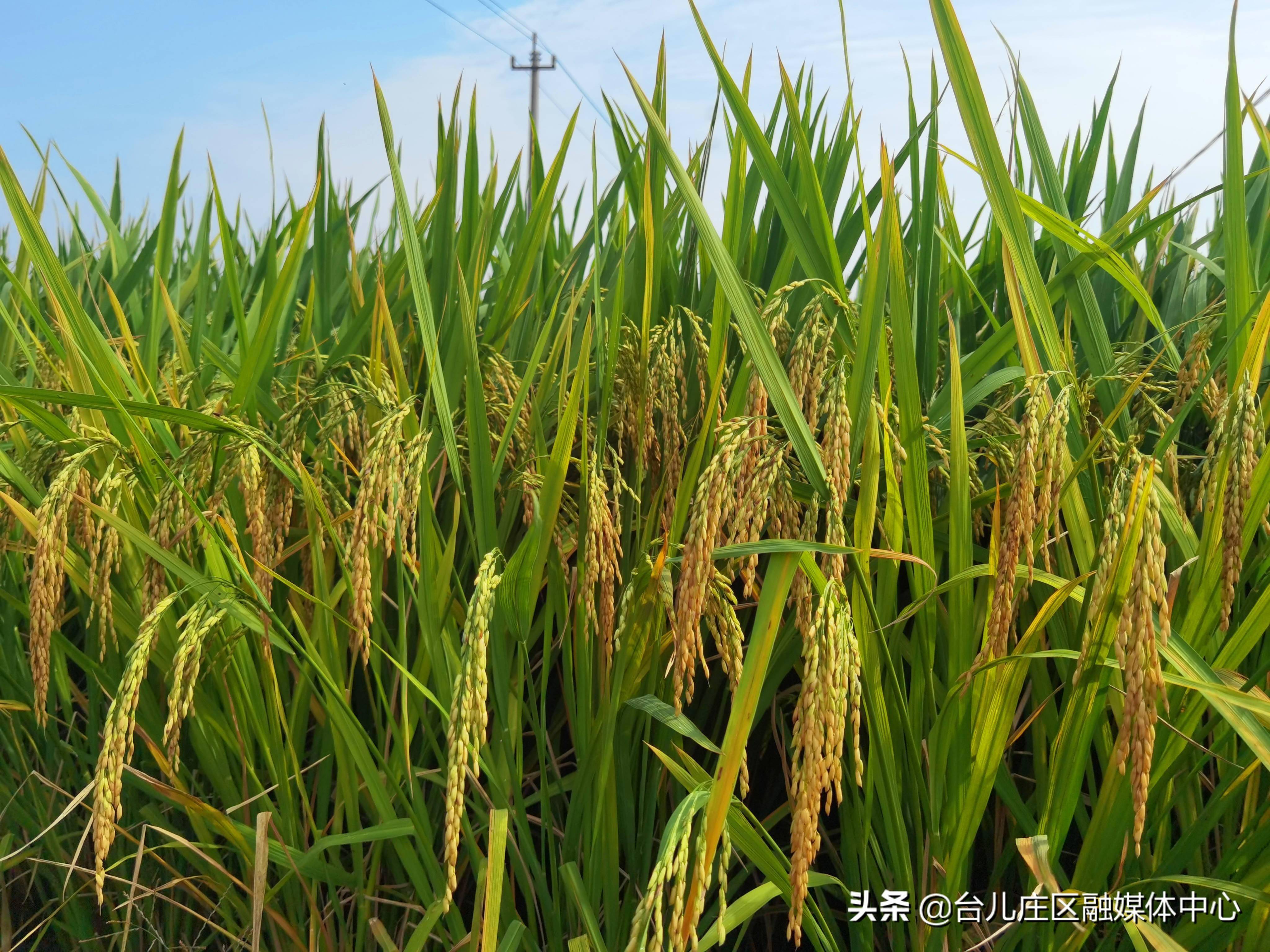 枣庄市台儿庄区邳庄镇:稻谷飘香 丰收在望