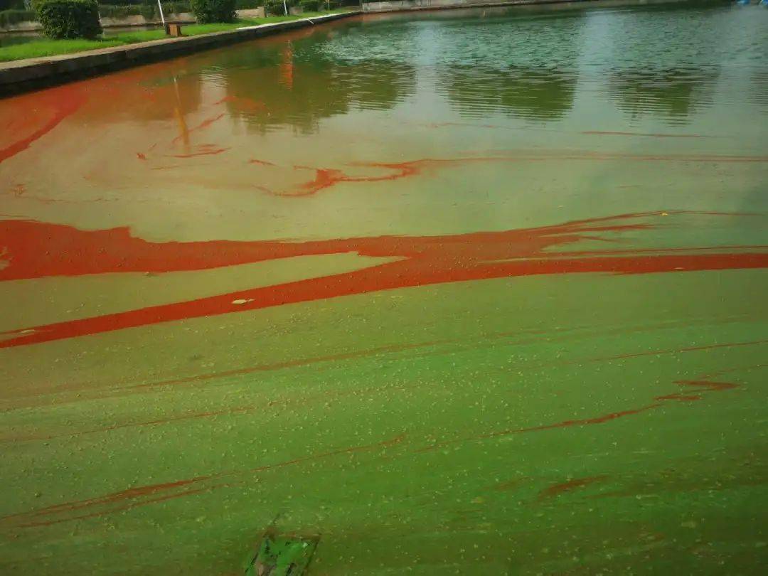 池塘红中带绿的水色怎么回事建议这三步处理