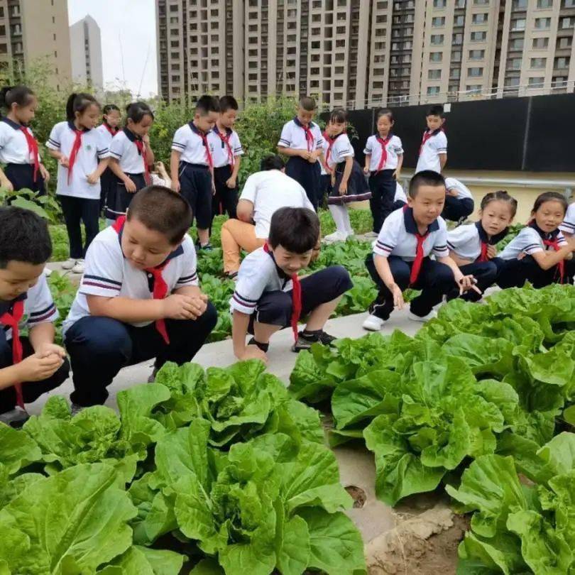 学校动态北京第二实验小学兰州分校喜迎农场丰收季劳动实践活动