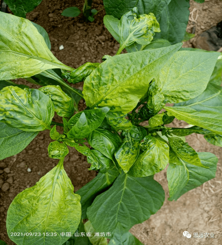 如何预防辣椒病毒病