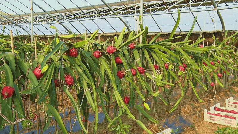 火龙果排式种植株距图片