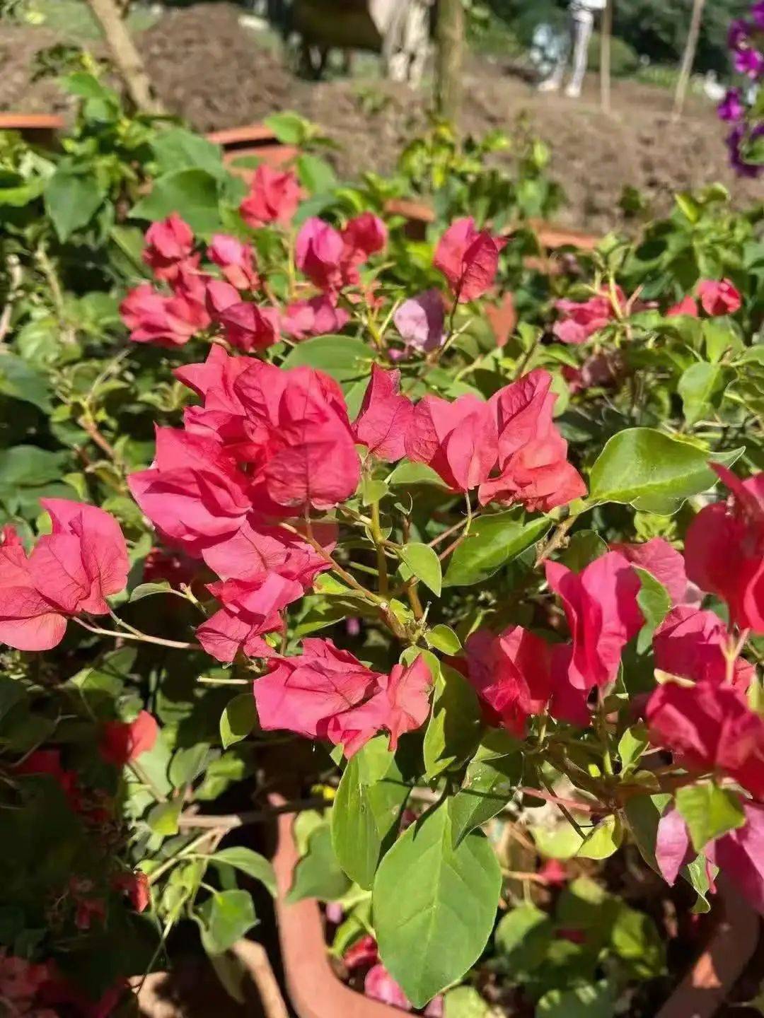 精品三角梅花卉 1b437051338d459d85570538fecb0bb3.jpeg