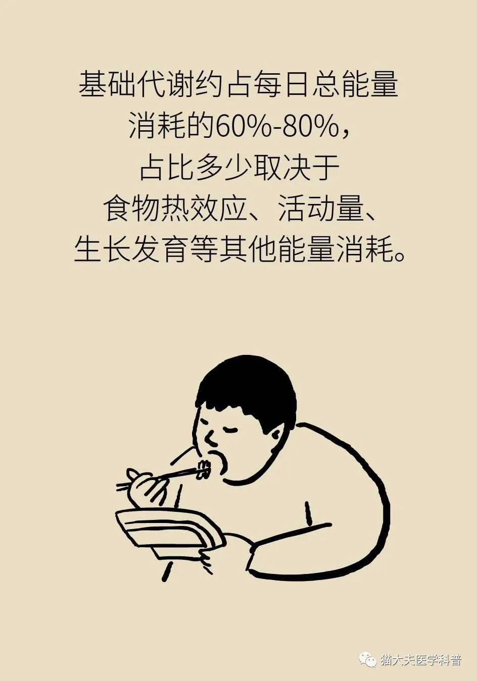 代谢|长胖是因为代谢变慢了？代谢表示不背这个锅