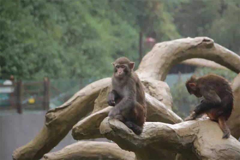 灵猴上线，嘉州绿心公园添新宠！