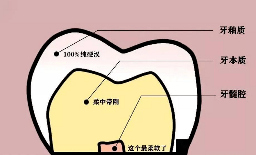 牙釉质在哪个部位图片