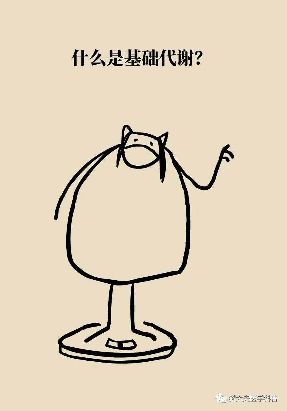 代谢|长胖是因为代谢变慢了？代谢表示不背这个锅
