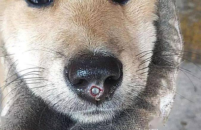 狗狗哭着回家发现鼻子有个血孔看清里面的东西破口大骂