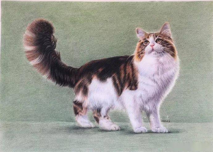 彩铅画猫教程怎么用彩铅画一只猫超写实猫咪步骤图