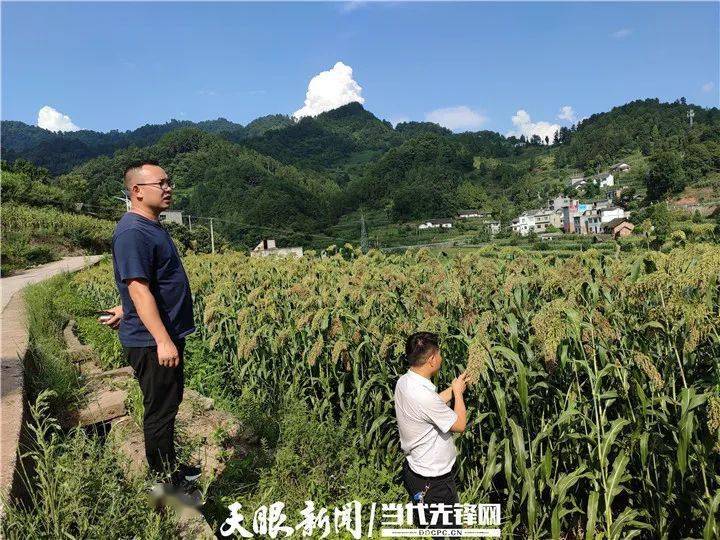 在希望的田野上丨金沙石场乡农业产业见闻