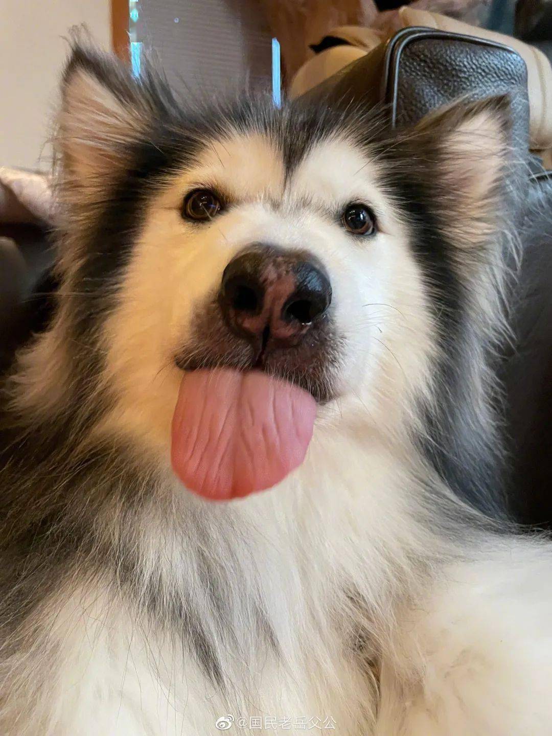 网红狗狗撕家突发疾病离世,谢谢你温暖过那么多的人